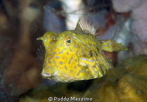 cowfish,nikon D800e,105 micro.Gangga island by Puddu Massimo 